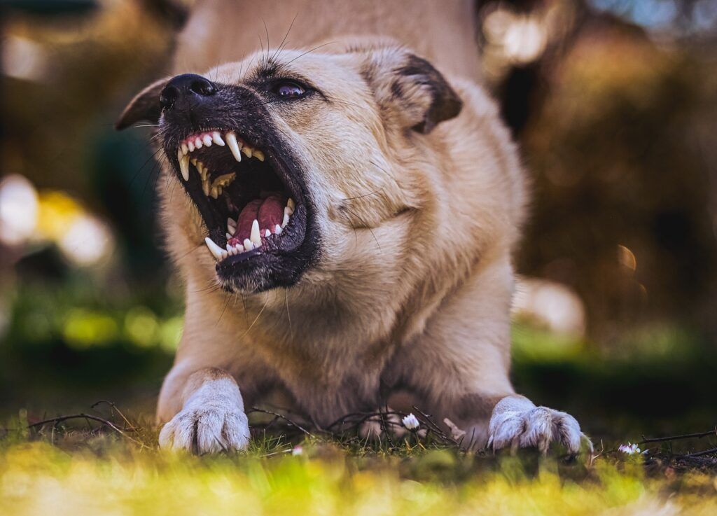 Photo of dog